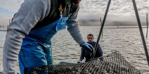 D’Arcachon à la Bretagne, la fin de l’« omerta » sur la contamination des huîtres par les eaux usées
