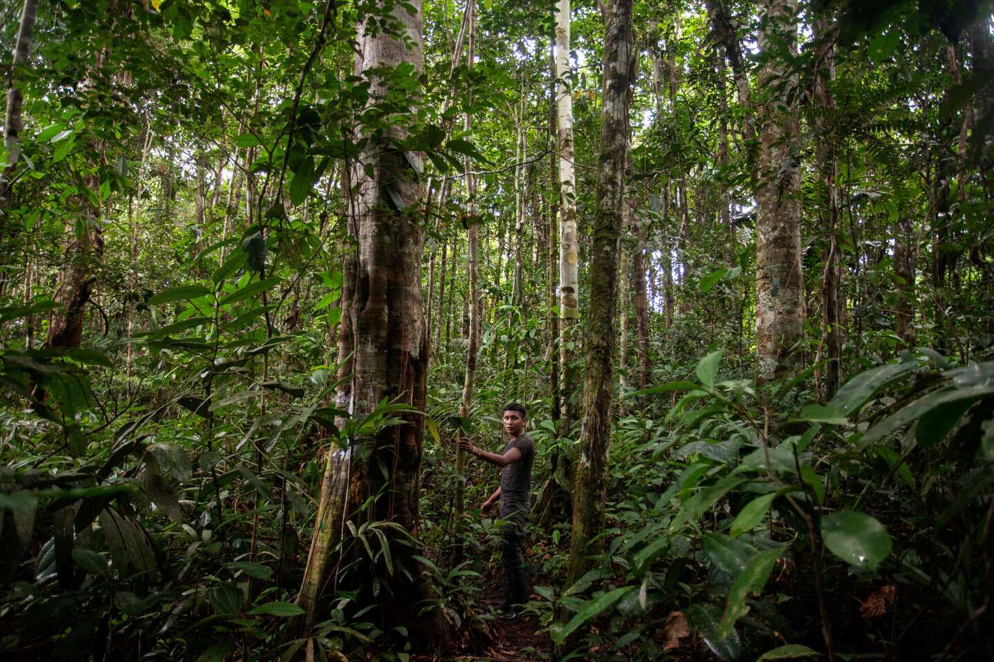 La perte de forêts primaires se poursuit malgré des progrès « spectaculaires » au Brésil et en Colombie