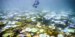 Le réchauffement des océans entraîne un blanchissement massif des coraux dans le monde