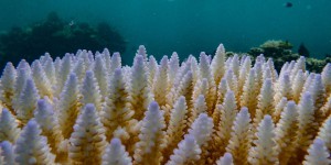 Des récifs de coraux des quatre coins de la planète touchés par un phénomène de blanchissement