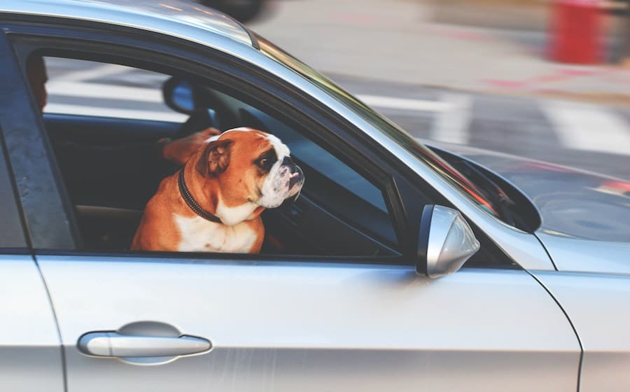Transporter son chien en voiture : quelles sont les règles à respecter ?