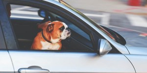 Transporter son chien en voiture : quelles sont les règles à respecter ?