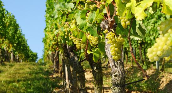 Viticulture : 30.000€ d’amende pour avoir refuser d’utiliser un insecticide