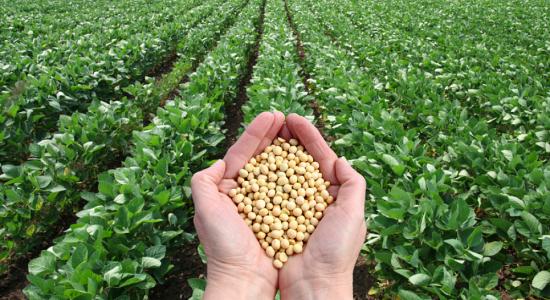 Monsanto veut lancer un soja OGM 'sain'