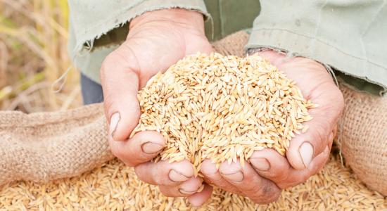 Riz doré: les OGM, une mine d'or contre la malnutrition?