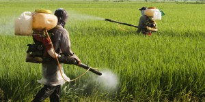 Monsanto crée le tout premier blé OGM
