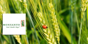 Monsanto se met au bio pour augmenter ses bénéfices