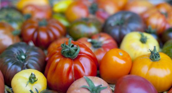 Des tomates OGM pour lutter contre le cancer ?