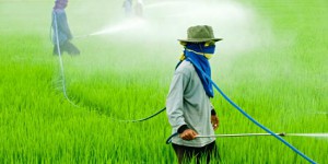 Intolérance au gluten : Monsanto serait responsable