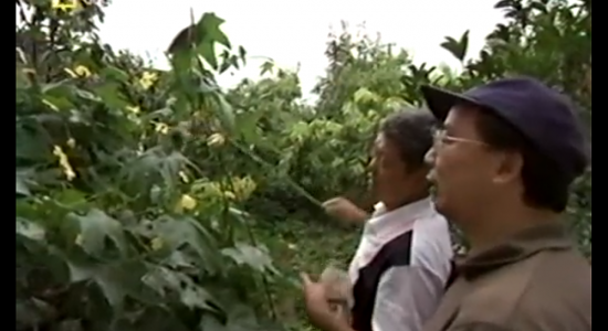 Chine : des paysans pollinisent à la main car les abeilles ont disparu