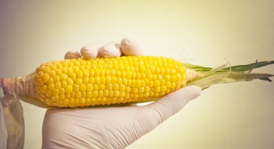 Du maïs contaminé aux OGM actuellement vendu en France