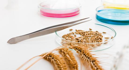 Forte hausse du nombre de cas de contamination par les OGM