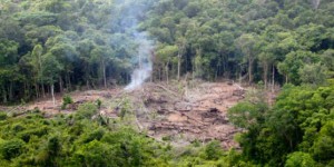 Head & Shoulders et Gillette déciment la forêt indonésienne pour fabriquer leurs produits