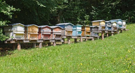 Produire son propre miel pour sauver les abeilles : un geste à la portée de tous