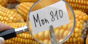 La loi concernant l'interdiction des OGM en France enfin adoptée