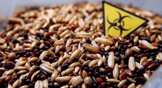 OGM : l'étude qui pourrait les rendre illégaux 