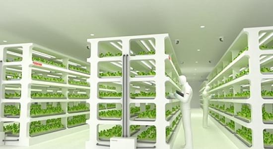 Toshiba lance son usine à légumes