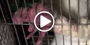 Serez-vous capable de regarder la vidéo de cet élevage de lapins jusqu’au bout ?