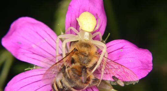 Un pesticide à base de venin d'araignée pour préserver les abeilles