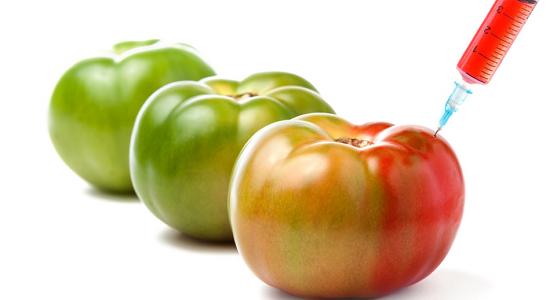 Espèces hybrides : Syngenta crée la tomate qui ne pourrit pas 