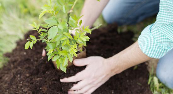 Jardinothérapie : le retour à la terre pour lutter contre la maladie