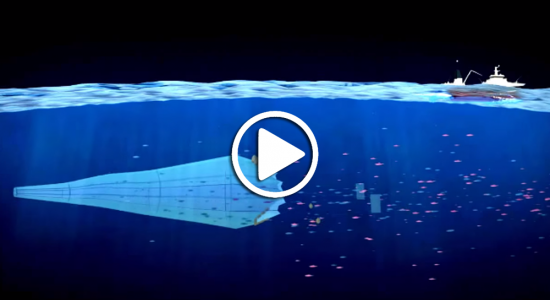 VIDEO : comprendre les enjeux de la surpêche en 4 minutes avec Greenpeace