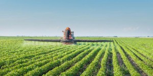 Monsanto espère gagner 4 milliards de dollars en vendant son soja OGM aux producteurs de coton et maïs