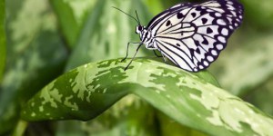 Les États-Unis veulent lâcher des papillons OGM pour protéger les cultures
