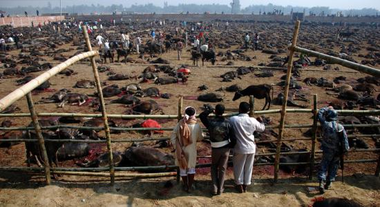 Gadhimai : une célébration hindoue sanglante qui sacrifie 300.000 animaux tous les 5 ans