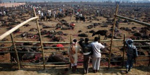 Gadhimai : une célébration hindoue sanglante qui sacrifie 300.000 animaux tous les 5 ans