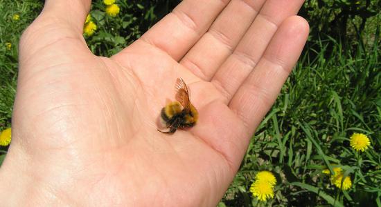 Hécatombe d'abeilles dans le Sud-Ouest, les apiculteurs appellent au don de ruches