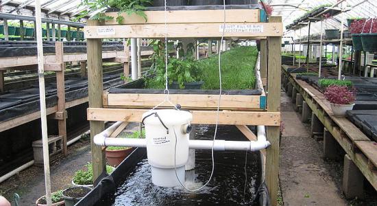 L’aquaponie : produire écologiquement en associant plantes et poissons