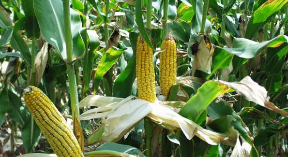 Les surfaces OGM toujours en hausse en 2014