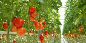 Plus de 80 pesticides différents dans les fraises et les tomates