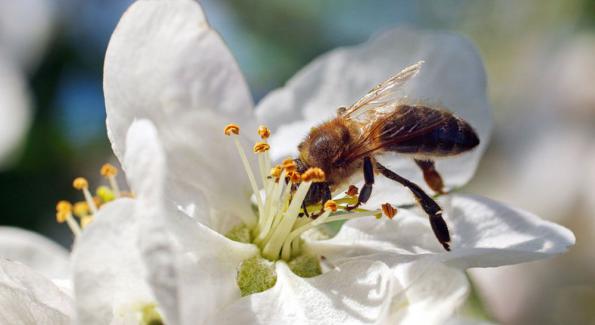 [vidéo] Le déclin des abeilles expliqué en 3 minutes