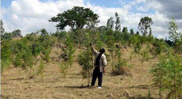 Les hôtels Accor s'engagent à replanter 10 millions d'arbres