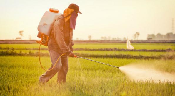Dangers du glyphosate: Monsanto était au courant depuis 1981 