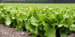 Des pesticides interdits en France dans nos salades