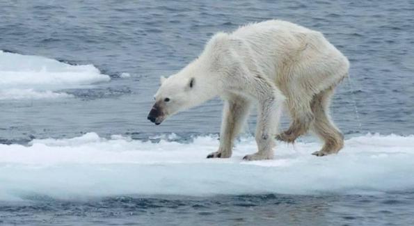 La photo d’un ours polaire squelettique devient le symbole du réchauffement climatique