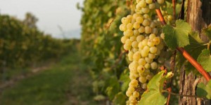Les vignobles européens seraient malades à cause d’un pesticide