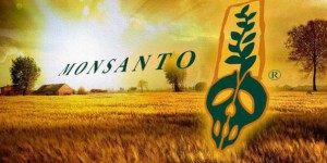 Baisse des ventes d’OGM et de Roundup : Monsanto va supprimer 2.600 emplois
