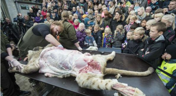 Un zoo danois dissèque une jeune lionne devant un public d'enfants