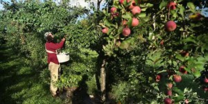 Des fruits en abondance, l’exemple dans 5ha de terre en permaculture au Québec 