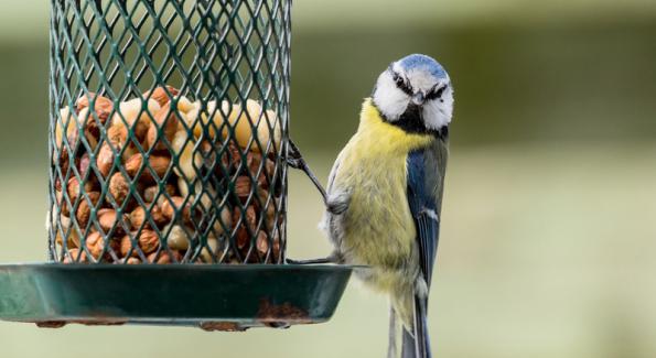 Jardin : 4 bons conseils pour aider les oiseaux à passer l'hiver