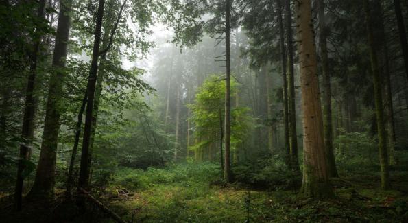 100 millions d'euros pour repeupler les forêts