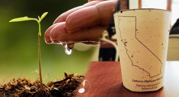 Anti-gaspi: Planter une tasse à café biodégradable pour faire pousser un arbre 