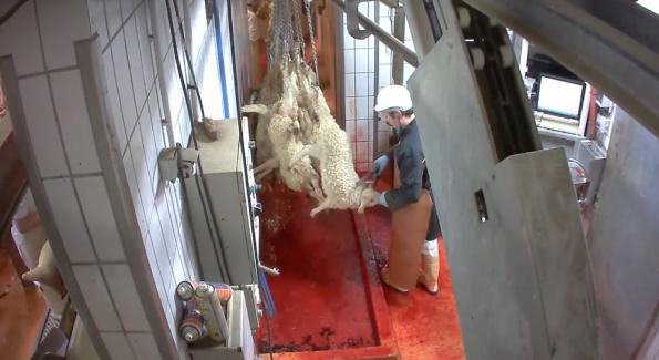 Cruauté envers les animaux : nouvelle vidéo choc filmée par L214 à l’abattoir de Soule