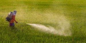 Pesticides: la Commission européenne veut à nouveau autoriser le glyphosate