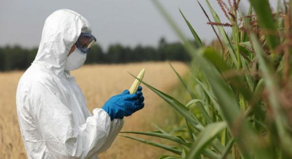 OGM: Le maïs de Monsanto va-t-il de nouveau être autorisé en France ?