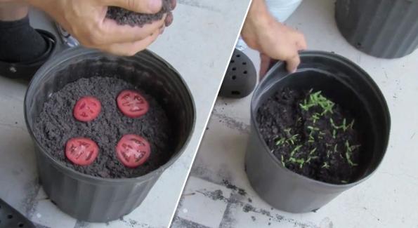 Voici la technique la plus simple au monde pour faire pousser ses plants de tomates